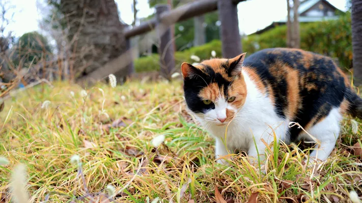 Photo by 壁纸迷