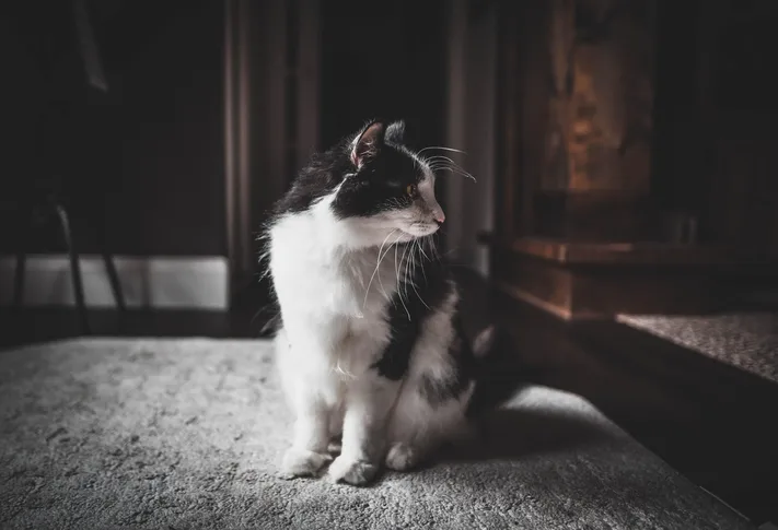 Photo by 壁纸迷