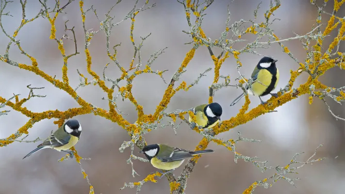 Photo by 壁纸迷