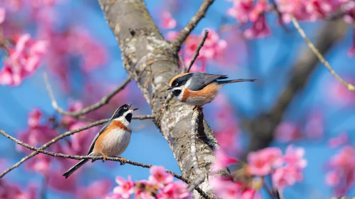 Photo by 壁纸迷
