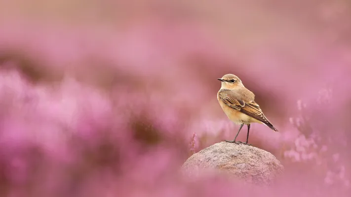 Photo by 壁纸迷