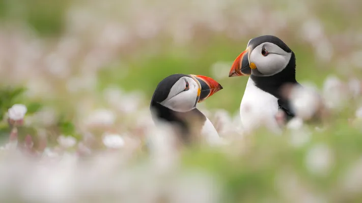 Photo by 壁纸迷