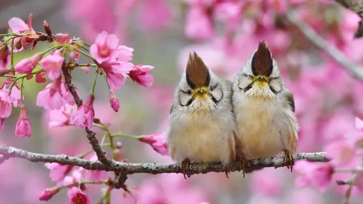 Photo by 壁纸迷