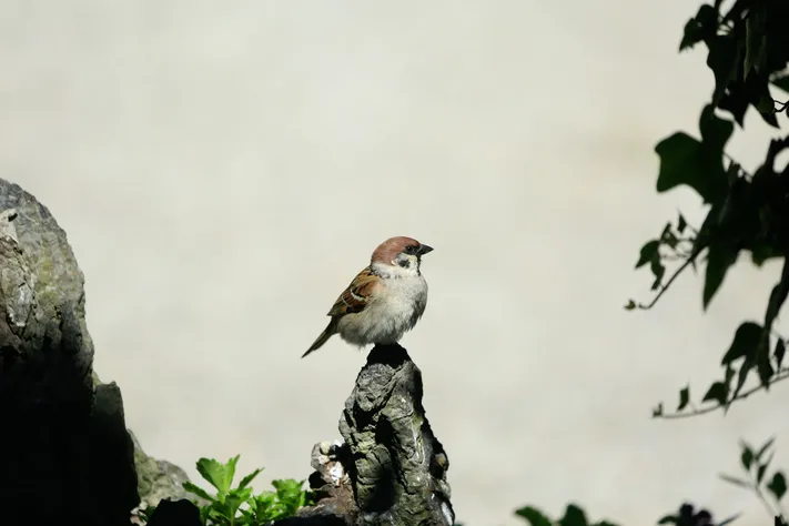 Photo by 壁纸迷