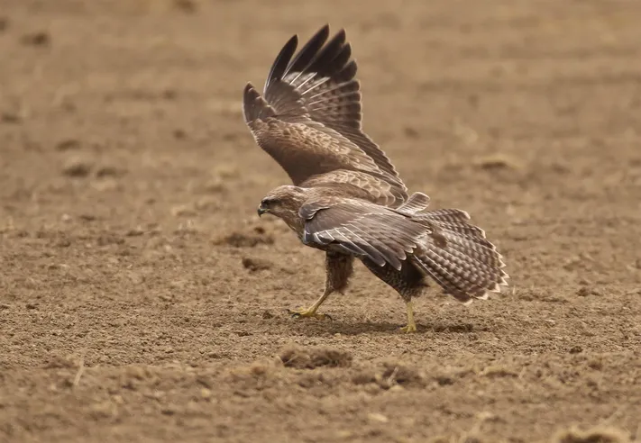 萌宠小鸟图片合集 各类鸟类摄影欣赏