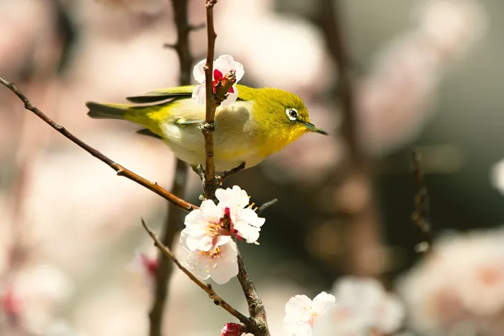 Photo by 壁纸迷
