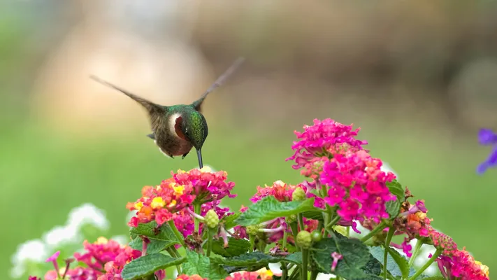 Photo by 壁纸迷