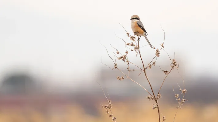 Photo by 壁纸迷