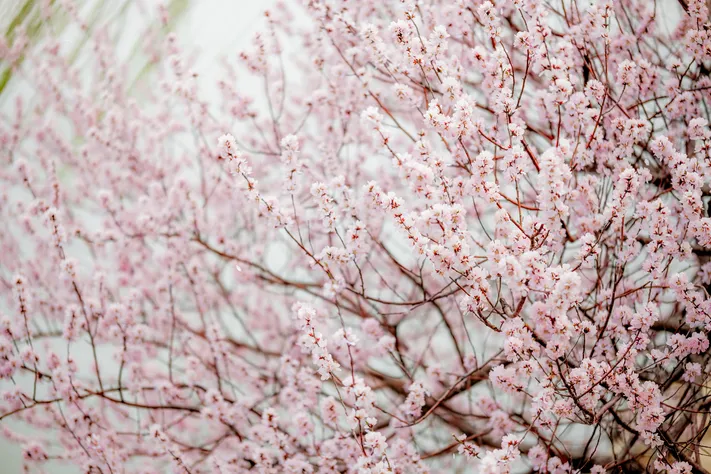 Photo by 壁纸迷