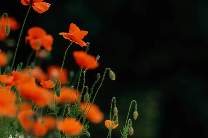 Photo by 壁纸迷