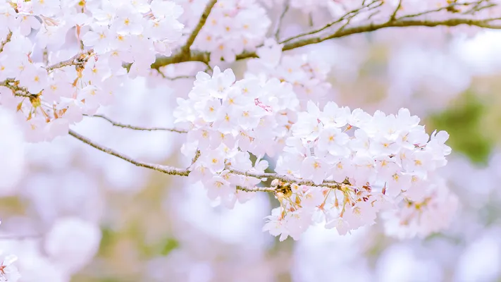 Photo by 壁纸迷