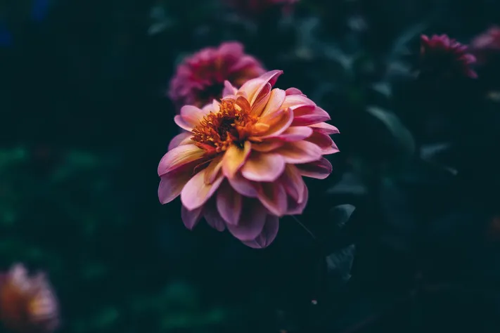 Photo by 壁纸迷