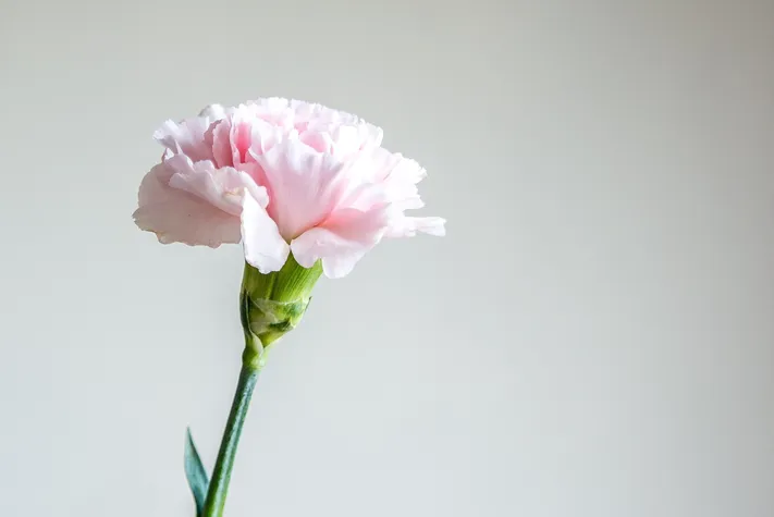 Photo by 壁纸迷
