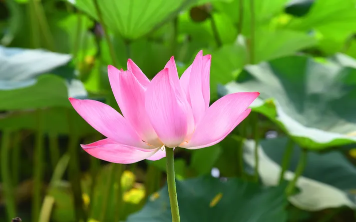 Photo by 壁纸迷