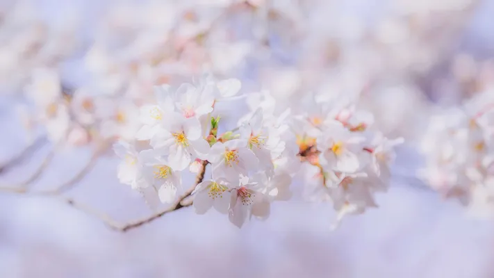 Photo by 壁纸迷