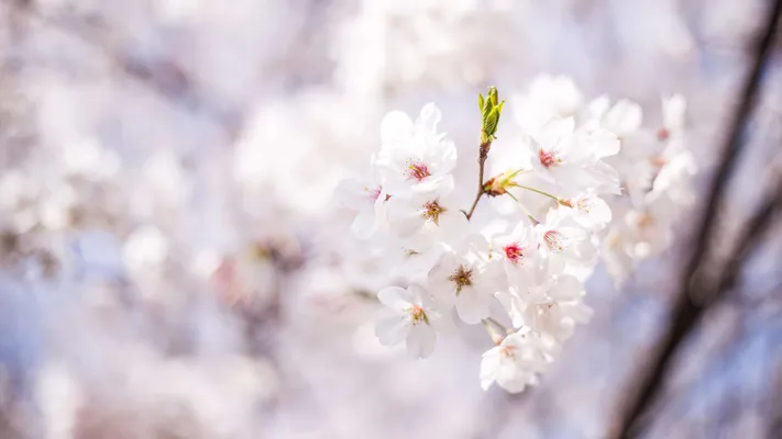 Photo by 壁纸迷