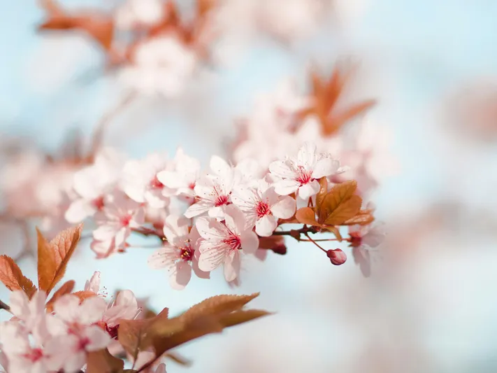 Photo by 壁纸迷