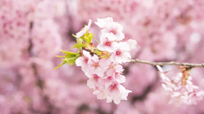 Photo by 壁纸迷