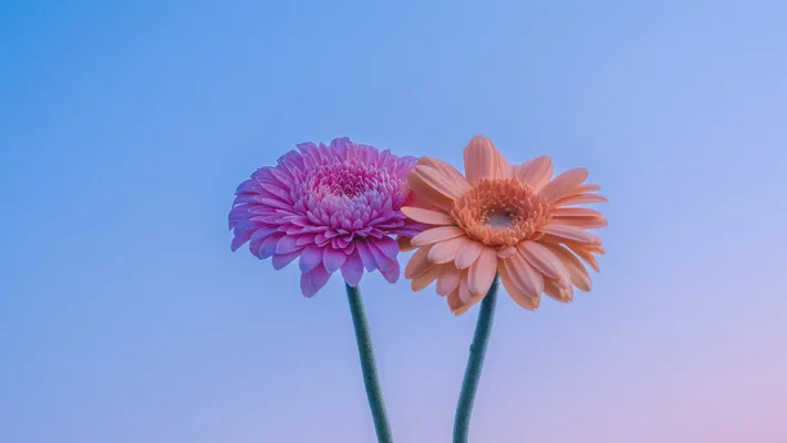 Photo by 壁纸迷