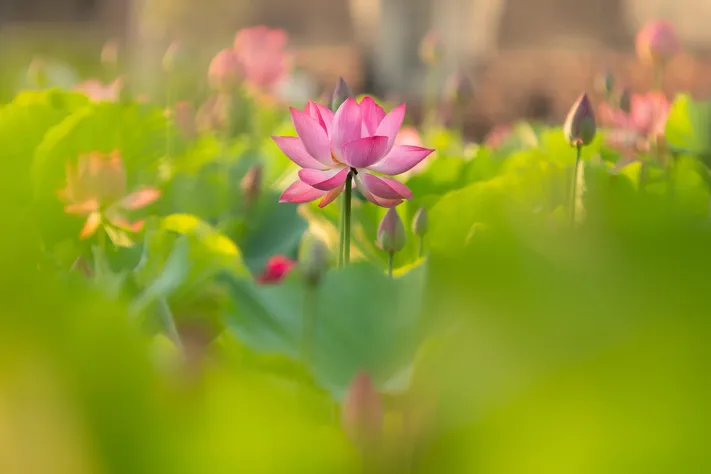 Photo by 壁纸迷
