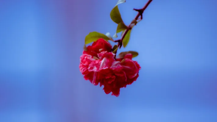 Photo by 壁纸迷