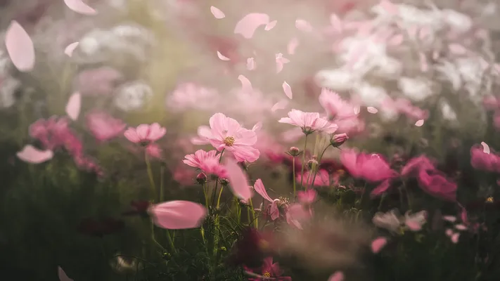 Photo by 壁纸迷