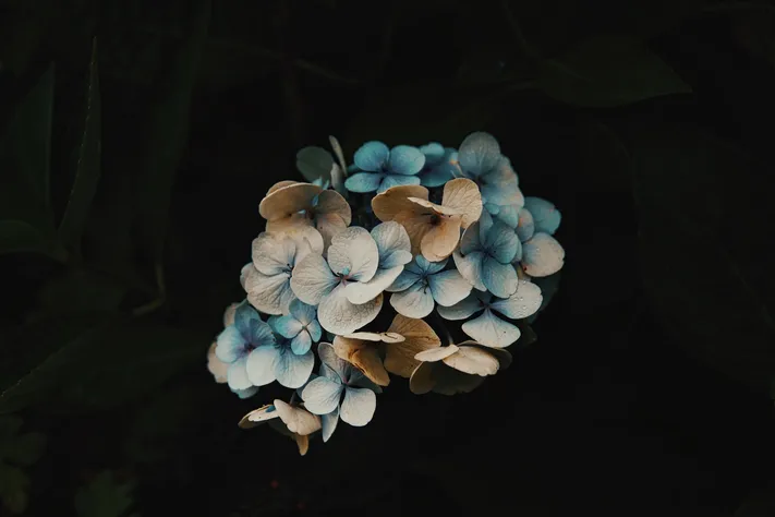 Photo by 壁纸迷