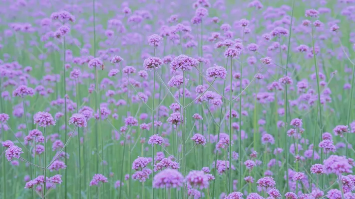 Photo by 壁纸迷