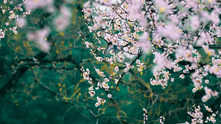 Photo by 壁纸迷