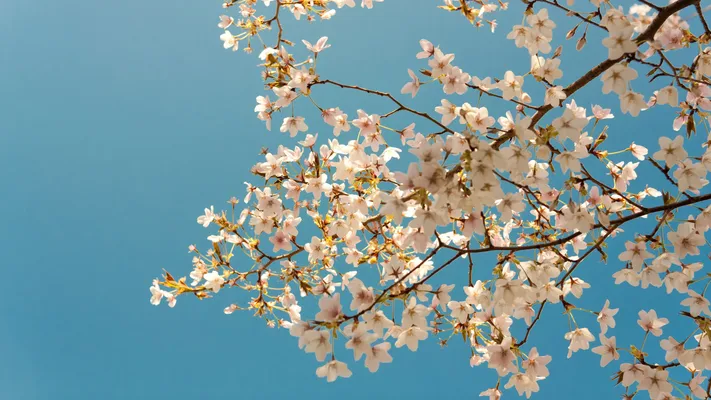 Photo by 壁纸迷