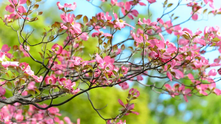 Photo by 壁纸迷