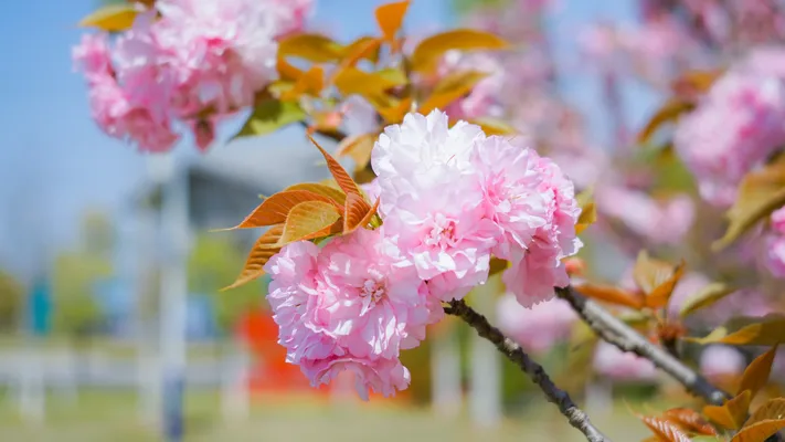Photo by 壁纸迷