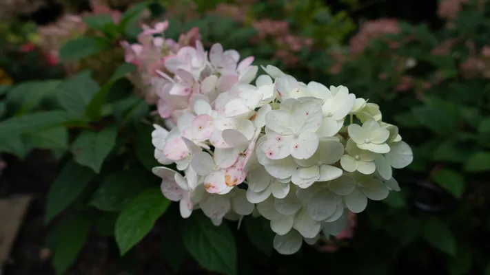 Photo by 壁纸迷