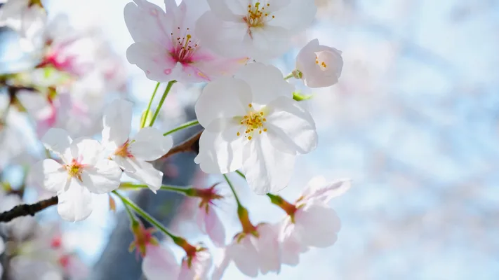 Photo by 壁纸迷