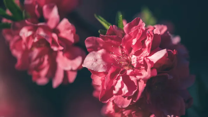 Photo by 壁纸迷