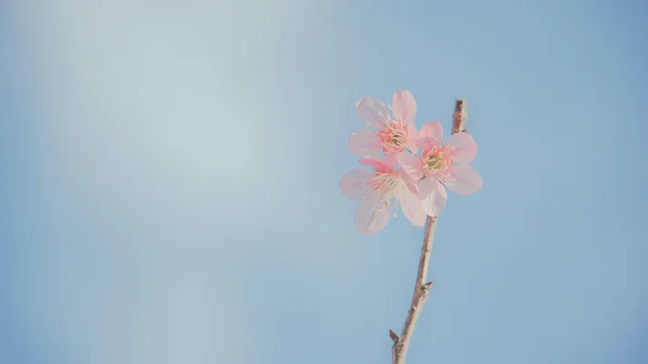 Photo by 壁纸迷