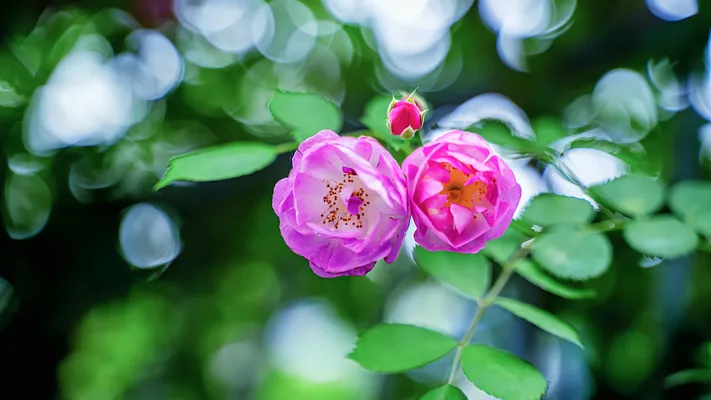 Photo by 壁纸迷
