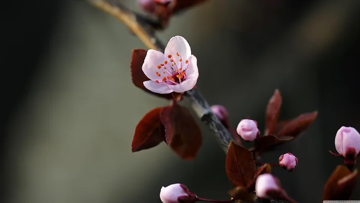 Photo by 壁纸迷