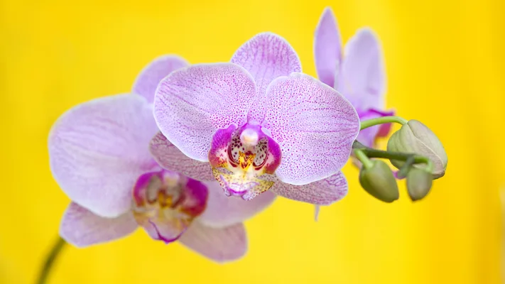 Photo by 壁纸迷