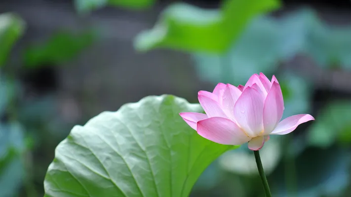 Photo by 壁纸迷