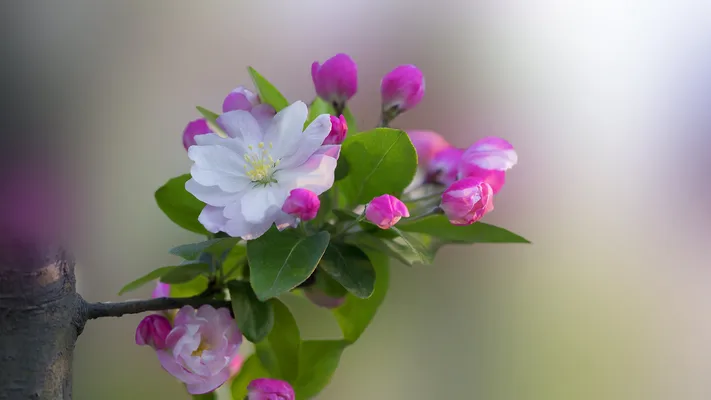 Photo by 壁纸迷