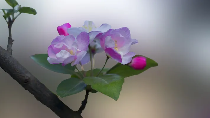Photo by 壁纸迷