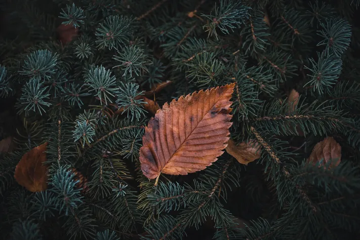 Photo by 壁纸迷