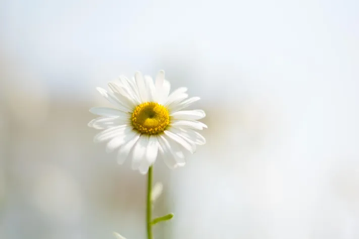 Photo by 壁纸迷