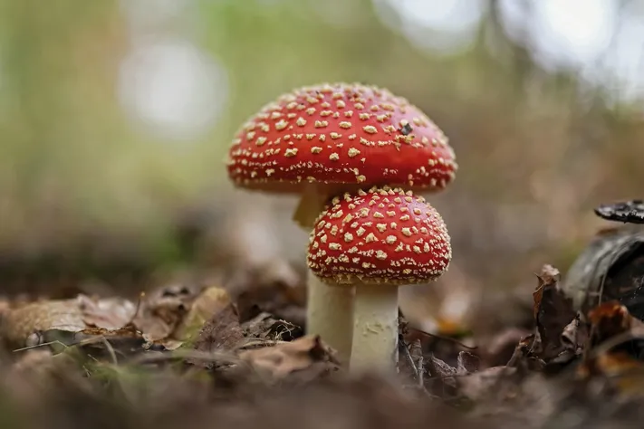 Photo by 壁纸迷