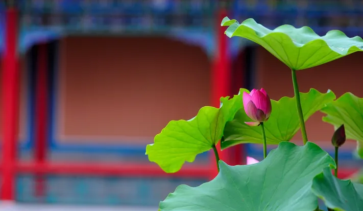 Photo by 壁纸迷