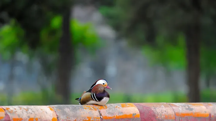 Photo by 壁纸迷
