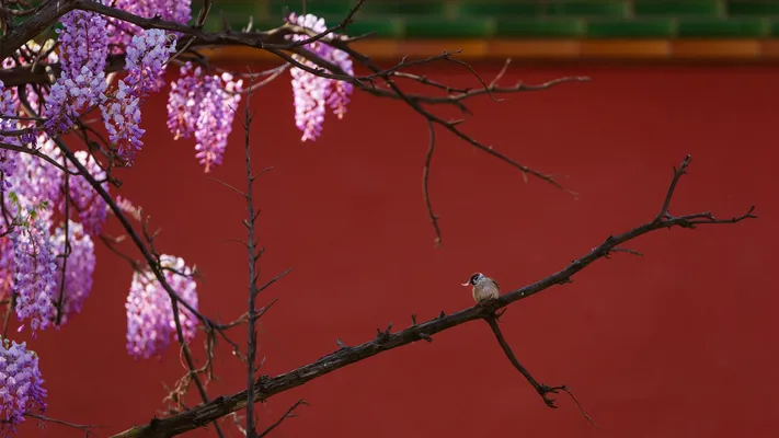 Photo by 壁纸迷