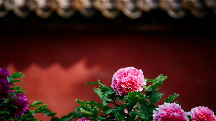 Photo by 壁纸迷
