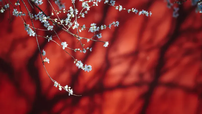Photo by 壁纸迷